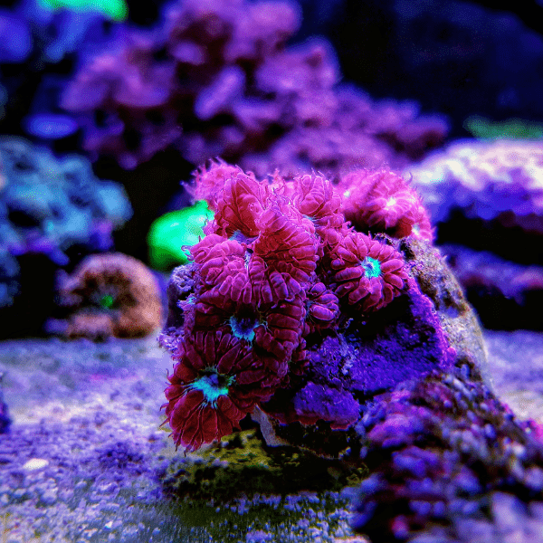 Pink and Green Hard Coral Frag Blastomussa Merletti - Real Aquatics