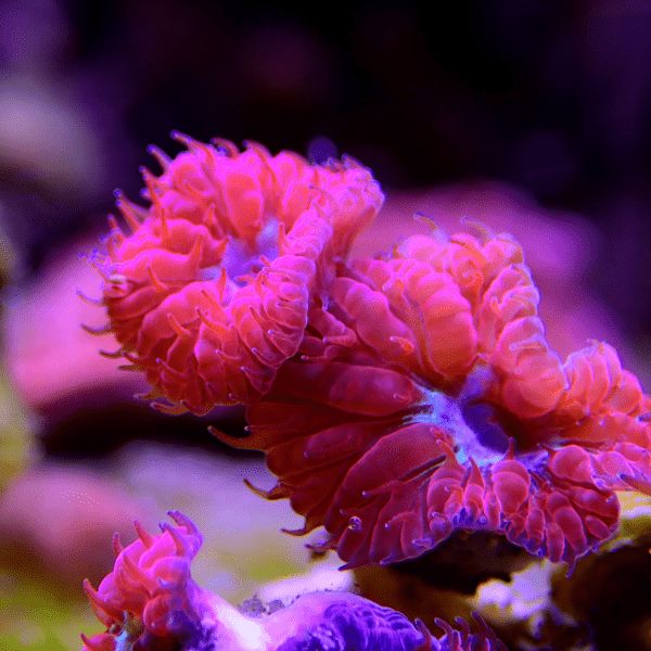 Pink and Green Hard Coral Frag Blastomussa Merletti - Real Aquatics