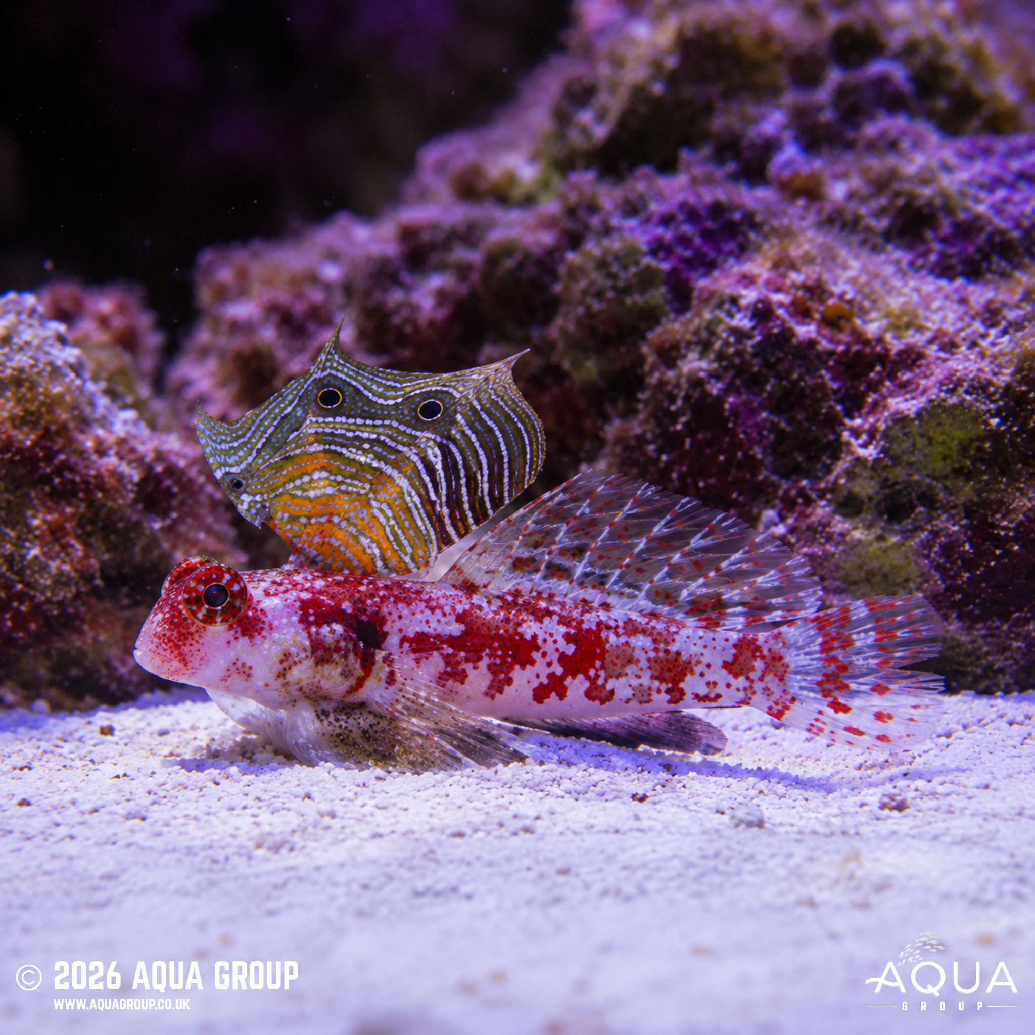 Pink Scooter Dragonet (Synchiropus marmoratus)