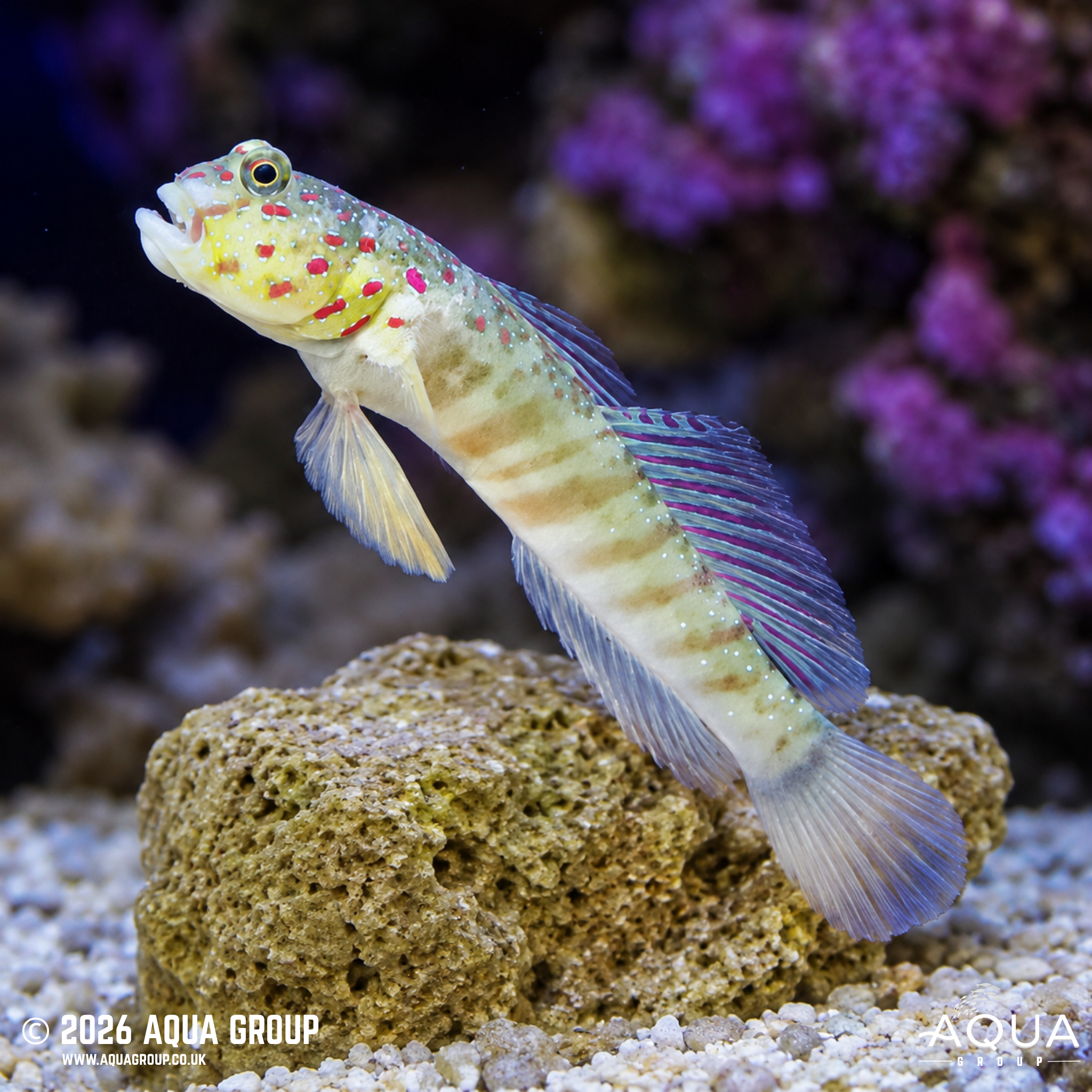 Pink Spot Shrimp Goby (Cryptocentrus leptocephalus)