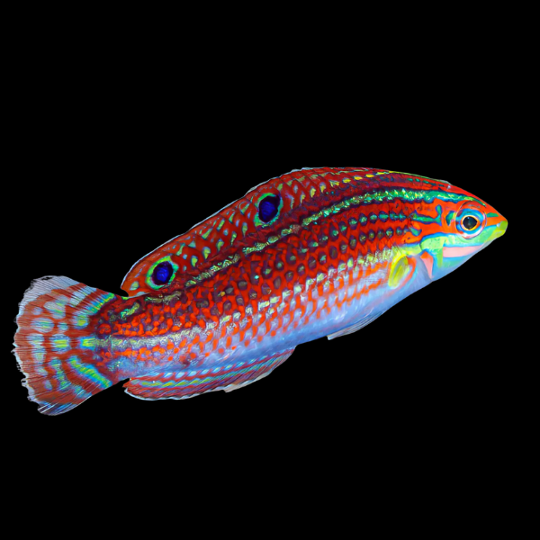 Pinkface Wrasse Halichoeres Ornatissimus - Real Aquatics