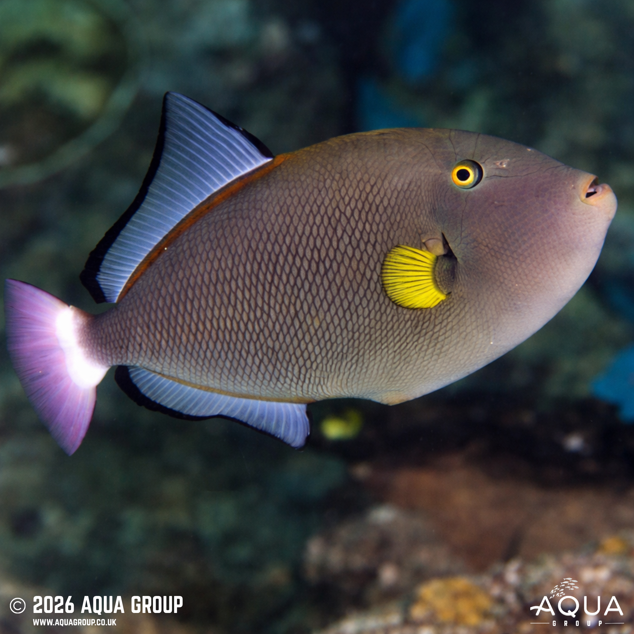 Pinktail Triggerfish (Melichthys vidua)