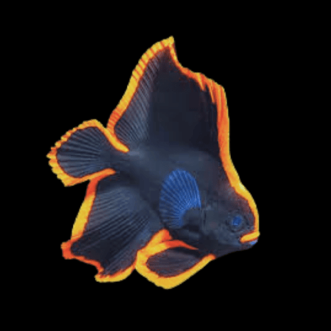 Marine Bat Fish
