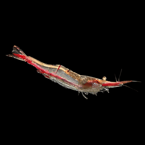 Pinocchio Shrimp Caridina 2cm - Real Aquatics