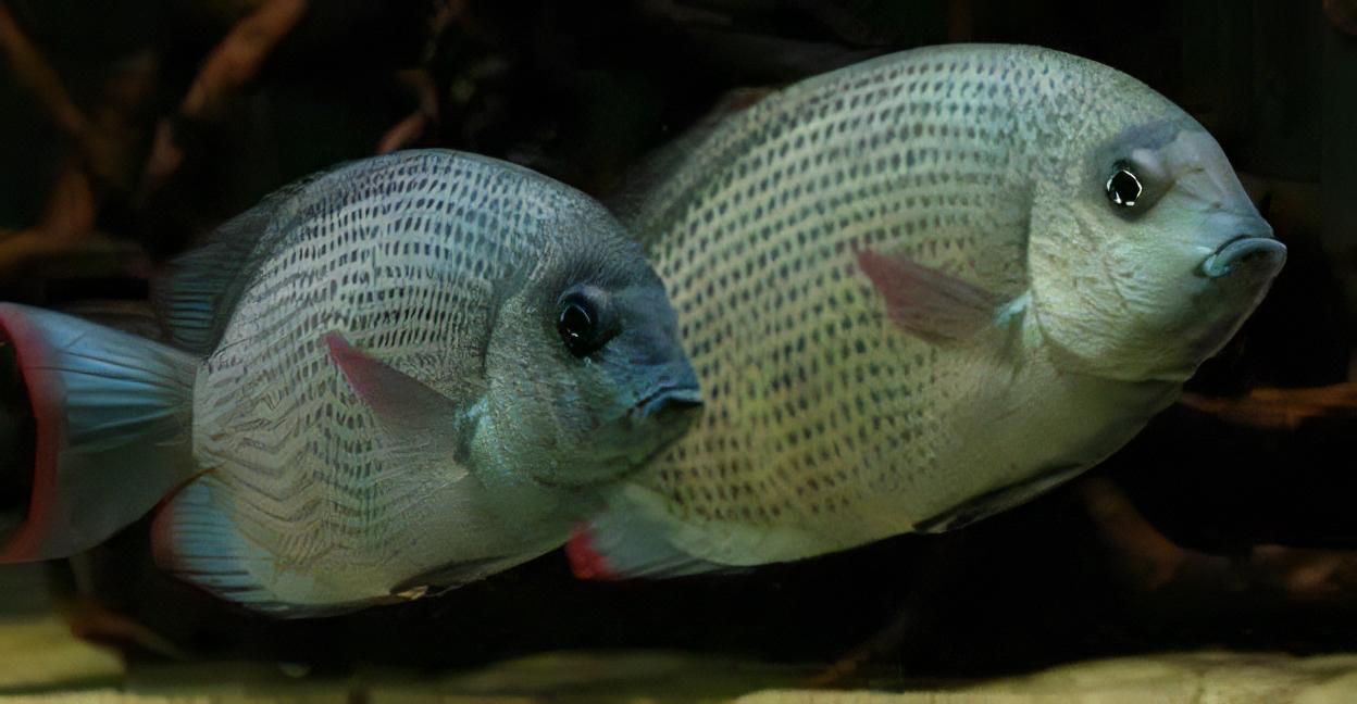 Pinstripe Damba Paretroplus Menarambo Madagascar Cichlid 5cm - Real Aquatics
