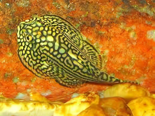 Pinstripe Pleco Hillstream Loach Hong Kong Butterfly Sewellia Lineolata 4cm - Real Aquatics