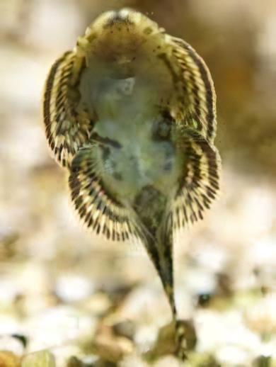 Pinstripe Pleco Hillstream Loach Hong Kong Butterfly Sewellia Lineolata 4cm - Real Aquatics