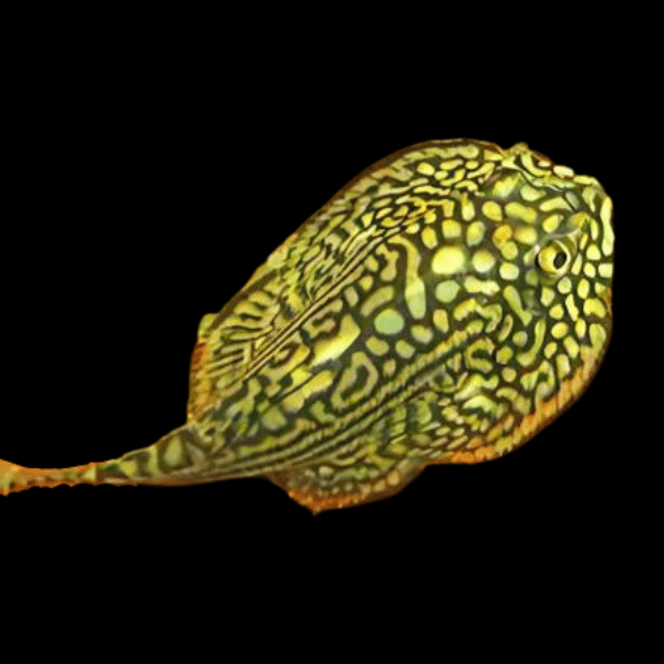 Pinstripe Hillstream Loach Hong Kong Butterfly Pleco 4cm - Real Aquatics