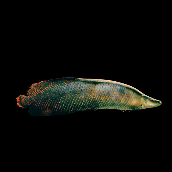 Pirarucu Arapaima Gigas 15cm - Real Aquatics