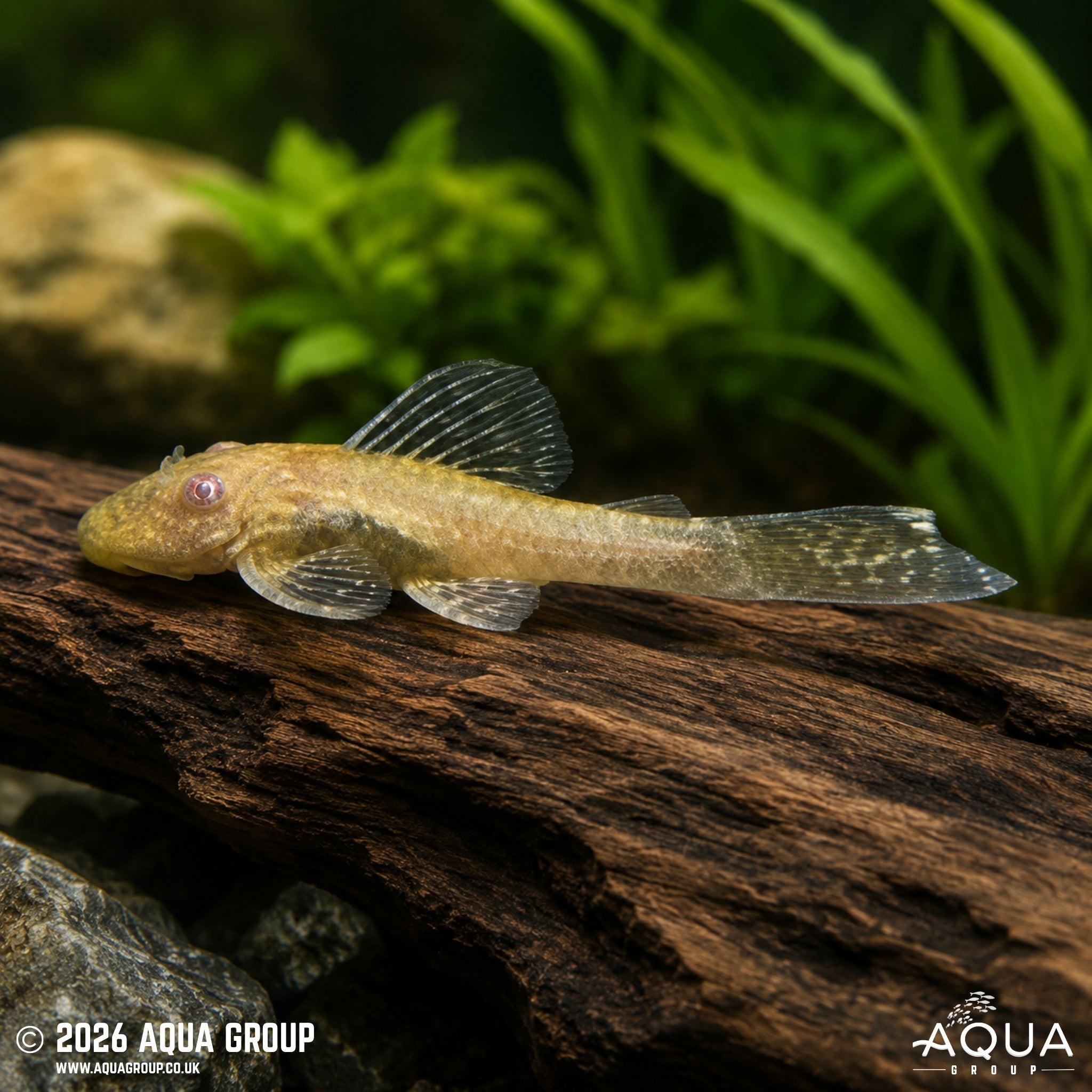 Sunshine Bristlenose (Ancistrus temminckii)