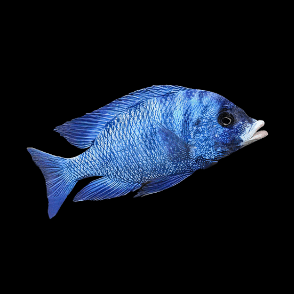 Placidochromis Mdoka White Lips African Cichlid 4cm - Real Aquatics