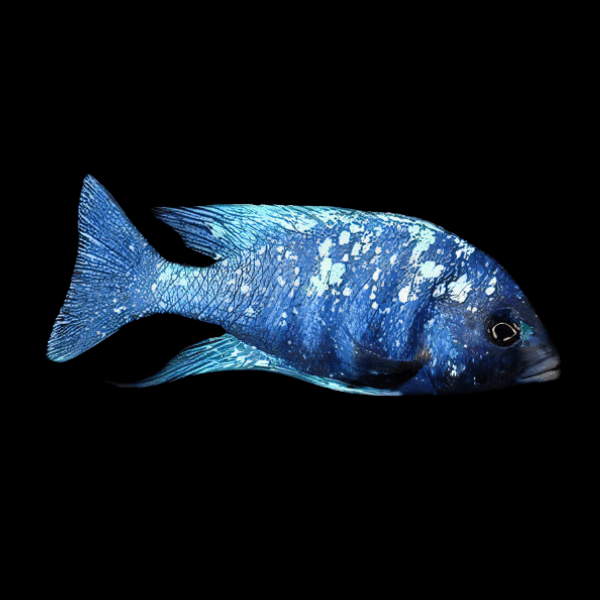 Placidochromis Phenochilus Star Sapphire African Cichlid 4cm - Real Aquatics