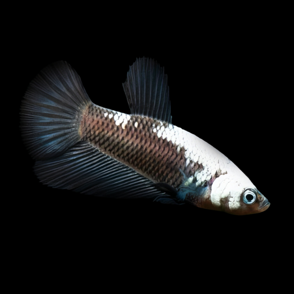 Plakat Betta Female Black Base 3cm - Real Aquatics
