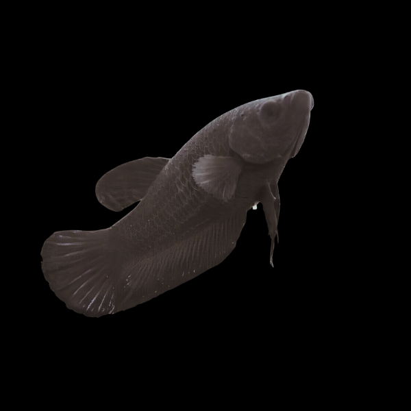 Plakat Betta Female Black 3cm - Real Aquatics