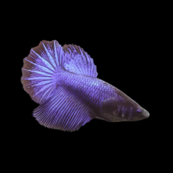 Plakat Betta Male Blue Base 3cm - Real Aquatics