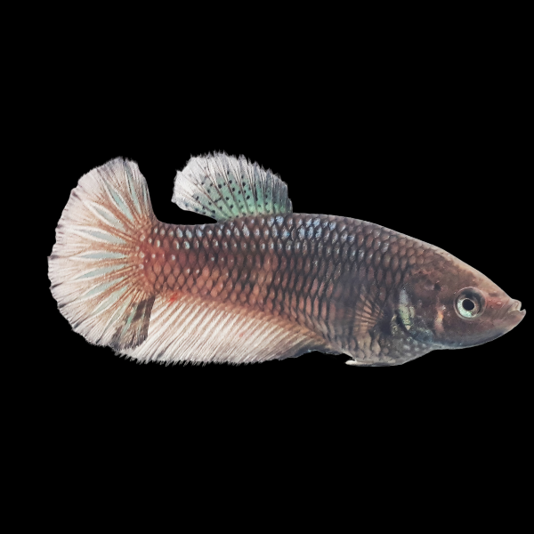 Plakat Betta Female Copper 3cm - Real Aquatics