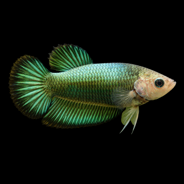 Plakat Betta Female Green Base 3cm - Real Aquatics