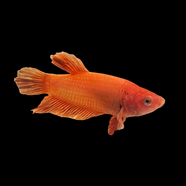Plakat Betta Female Orange Base 3cm - Real Aquatics