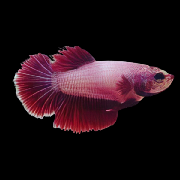 Plakat Betta Female Pink Base 3cm - Real Aquatics