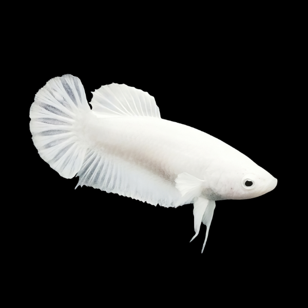 Plakat Betta Female Platinum 3cm - Real Aquatics