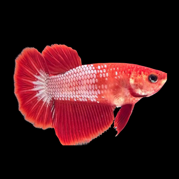 Plakat Betta Female Red Base 3cm - Real Aquatics