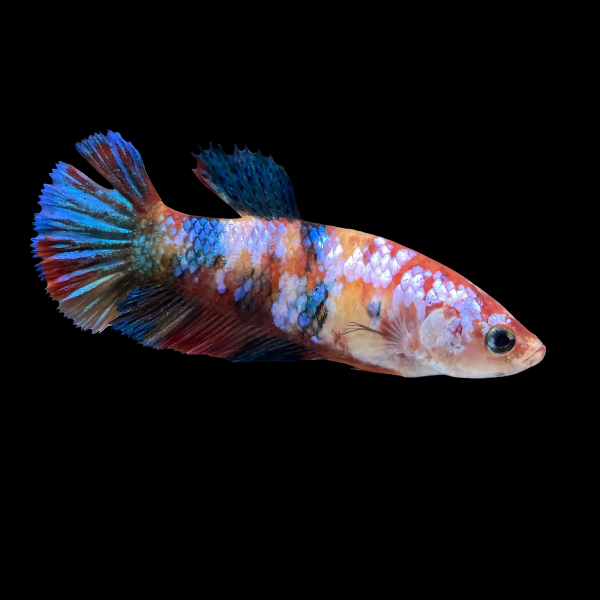 Plakat Betta Female Tri Colour 3cm - Real Aquatics