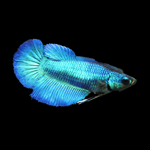 Plakat Betta Female Turquoise 3cm - Real Aquatics