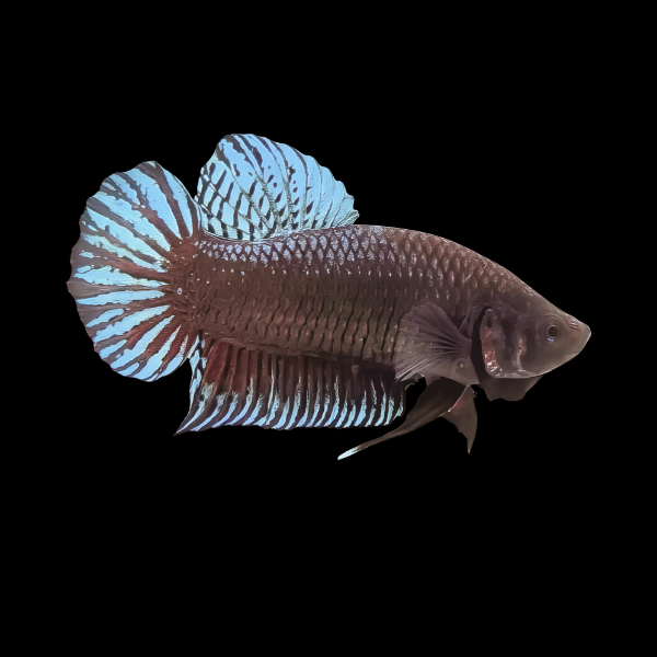 Plakat Betta Male Black Base 3cm - Real Aquatics