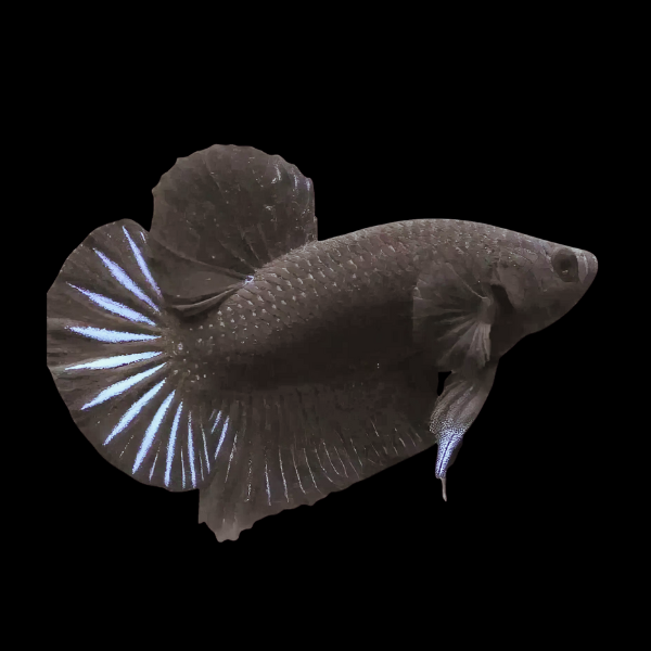 Plakat Betta Male Black 3cm - Real Aquatics