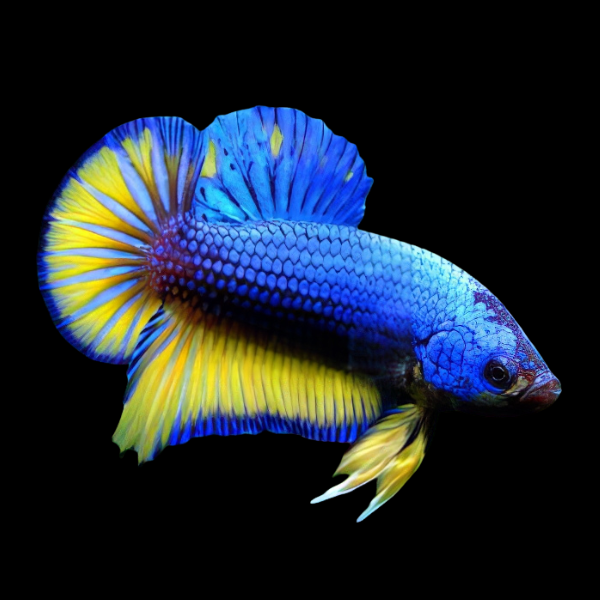 Plakat Betta Male Mustard Gas 3cm - Real Aquatics