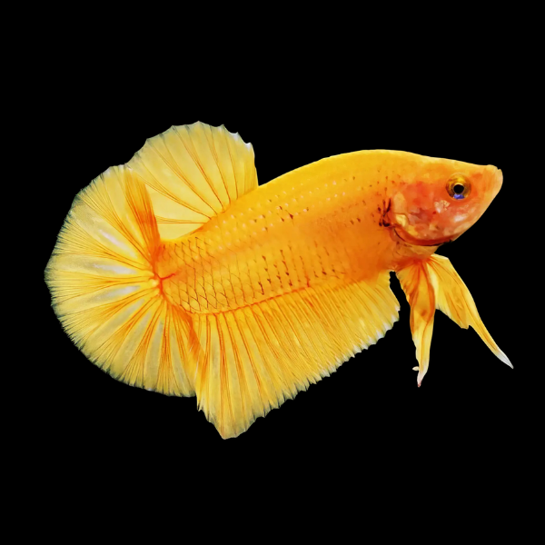 Plakat Betta Male Orange Base 3cm - Real Aquatics