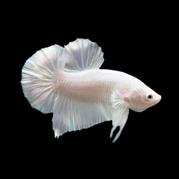 Plakat Betta Male Platinum 3cm - Real Aquatics