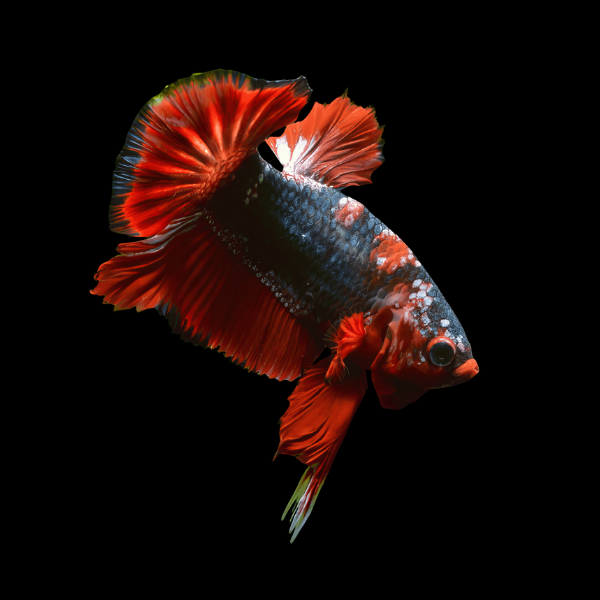 Plakat Betta Male Red Base 3cm - Real Aquatics