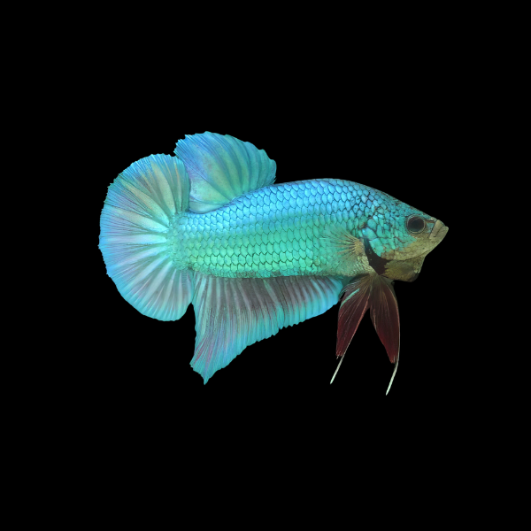 Plakat Betta Male Turquoise 3cm - Real Aquatics