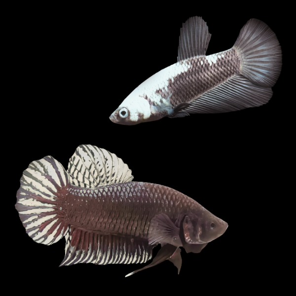 Plakat Betta Pair Male & Female Black Base 3cm - Real Aquatics