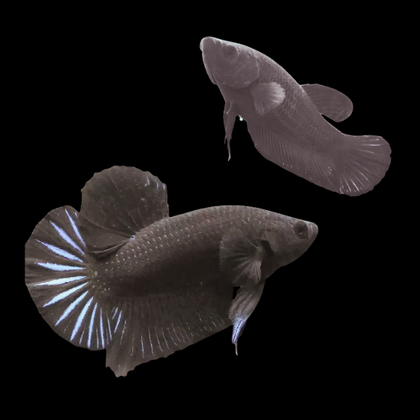 Plakat Betta Pair Male & Female Black 3cm - Real Aquatics