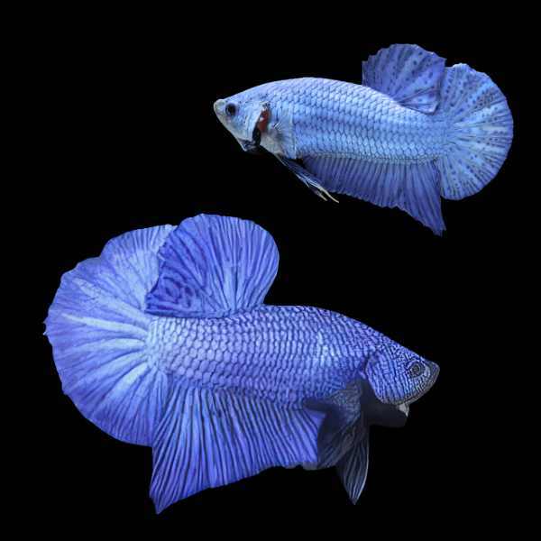Plakat Betta Pair Male & Female Blue 3cm - Real Aquatics