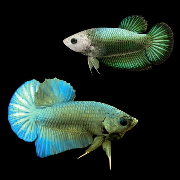 Plakat Betta Pair Male & Female Green Base 3cm - Real Aquatics