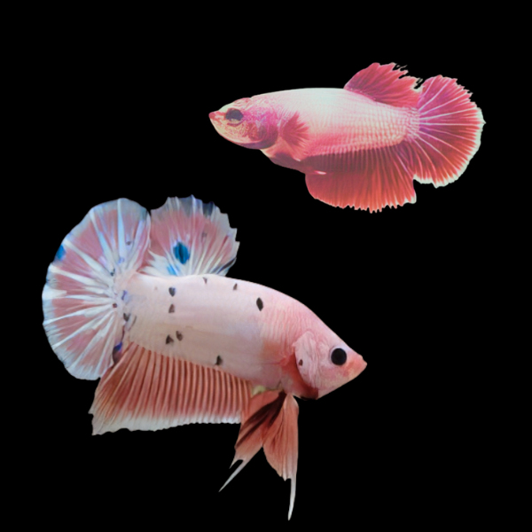 Plakat Betta Pair Male & Female Pink Base 3cm - Real Aquatics