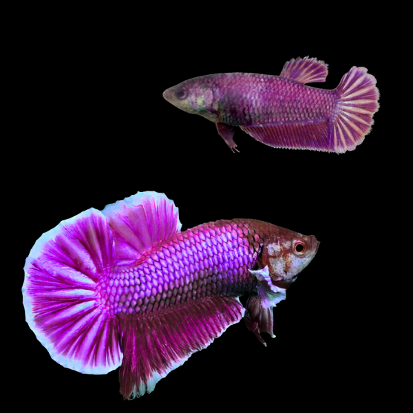 Plakat Betta Pair Male & Female Purple Base 3cm - Real Aquatics