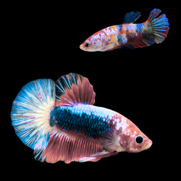 Plakat Betta Pair Male & Female Tri Colour 3cm - Real Aquatics