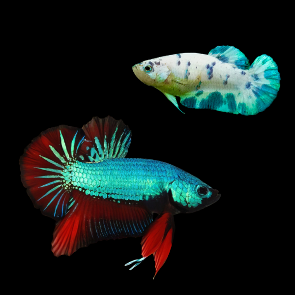 Plakat Betta Pair Male & Female Turquoise Base 3cm - Real Aquatics