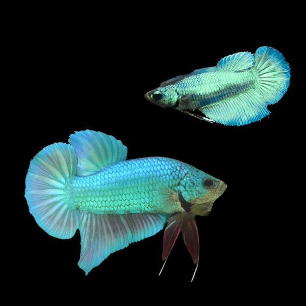 Plakat Betta Pair Male & Female Turquoise 3cm - Real Aquatics