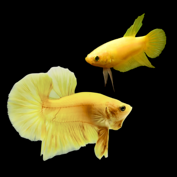 Plakat Betta Pair Male & Female Yellow Base 3cm - Real Aquatics