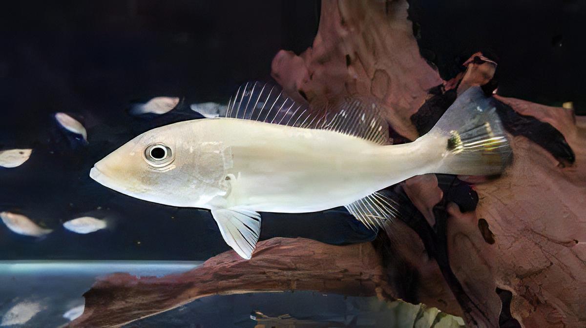 Platinum Peacock Bass 12cm - Real Aquatics