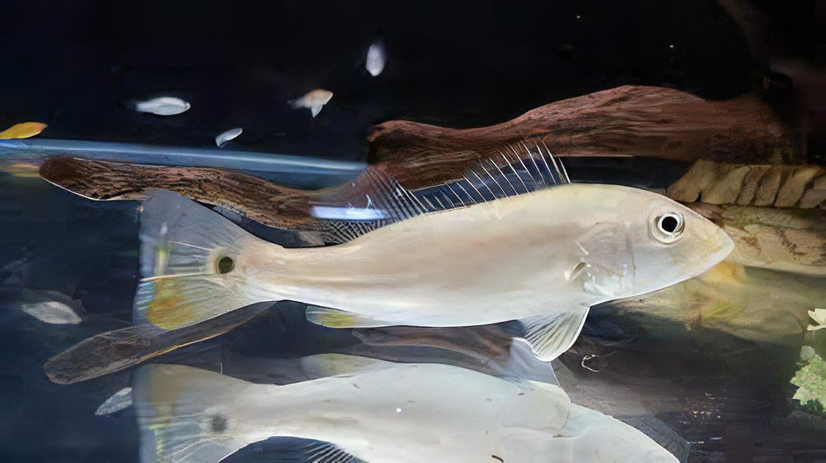 Platinum Peacock Bass 12cm - Real Aquatics