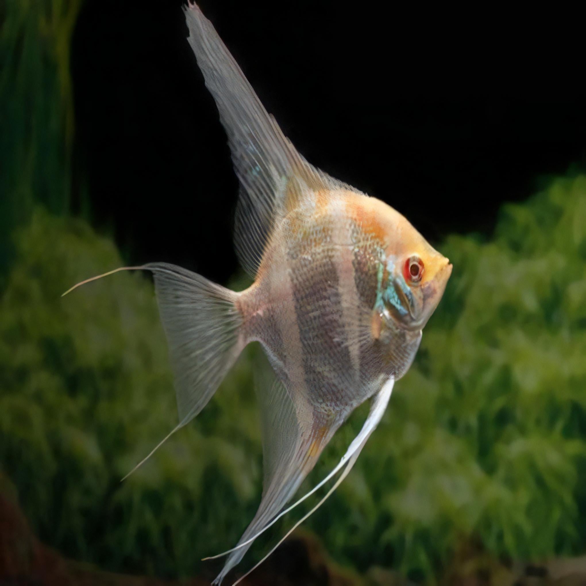 Platinum Altum Angelfish Pterophyllum 4cm - Real Aquatics