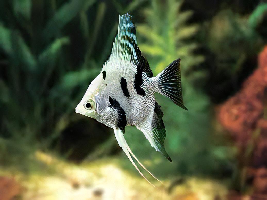 Platinum Marbled Angelfish Pterophyllum Scalare 5cm - Real Aquatics
