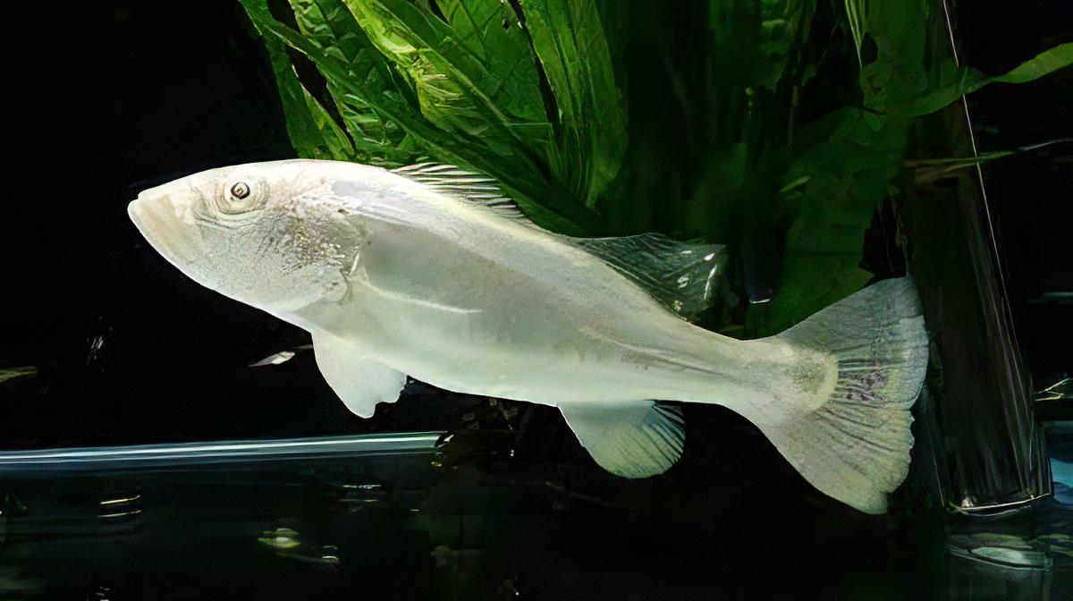 Platinum Peacock Bass 12cm - Real Aquatics