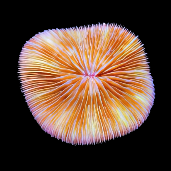Plate Short Tenticle Hard Coral Fungia Sp - Real Aquatics